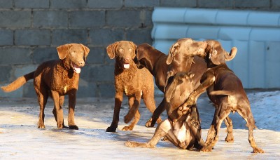 Чесапик-бей-ретривер